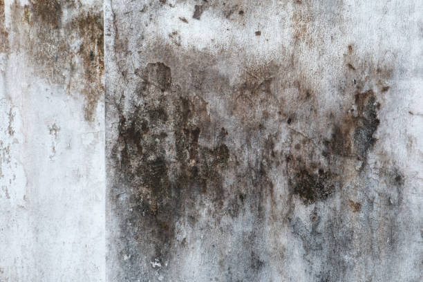 Best Water Damage & Mold Remediation  in Schlusser, PA