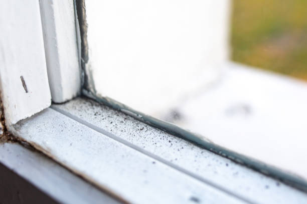 Best Mold Damage Restoration  in Schlusser, PA
